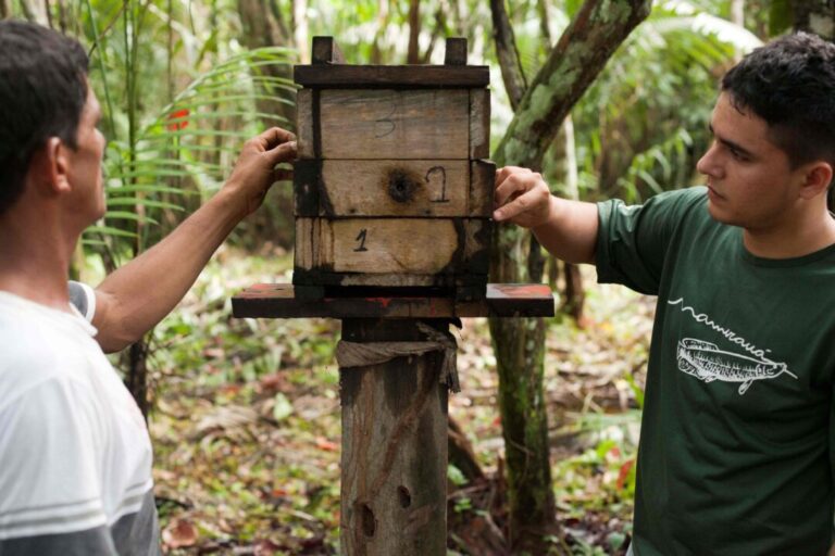 Protocolo para manejo de abelhas nativas sem ferrão na Amazônia é lançado no Amazonas