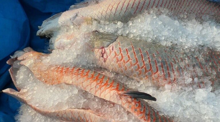 Projeto rondoniense é reconhecido como modelo no controle do pirarucu invasor