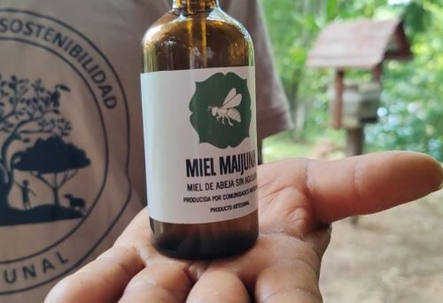Bionegócio sustentável: comunidade indígena peruana produz mel de abelha sem ferrão