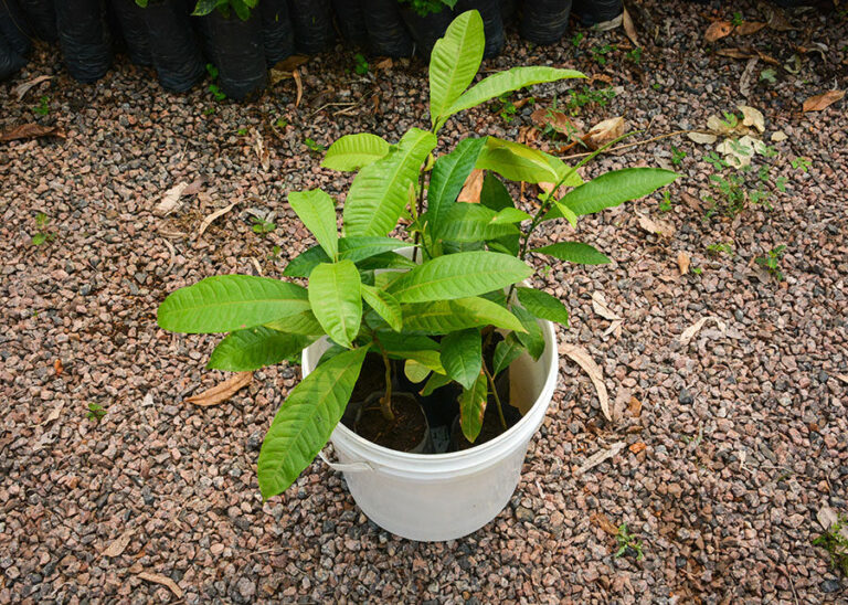Baldes plásticos viram mini estufas e inovam o cultivo de castanheira no Acre
