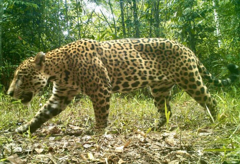 Onça-pintada é classificada como ‘em perigo’ de extinção no Maranhão
