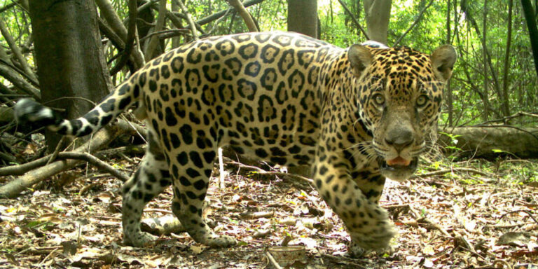 Guardiões da Onça: conheça iniciativas que protegem um dos maiores felinos do mundo no Brasil