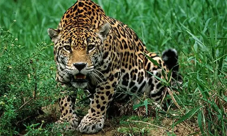 Portal Amazônia responde: a onça-pintada mia?