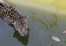 imagem colorida mostra onça-pintada na água em seu recinto no zoológico do cigs em manaus