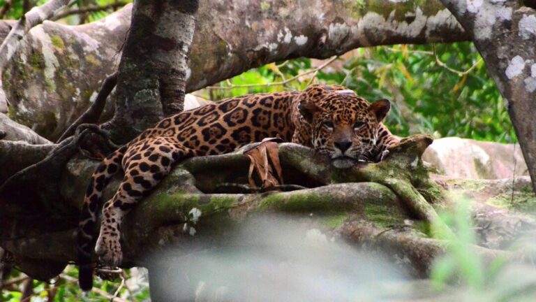 Como comunidades em 11 países estão prevenindo conflitos com onças-pintadas