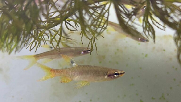 Peixe amazônico põe ovos fora d’água e se reproduz em estações chuvosas