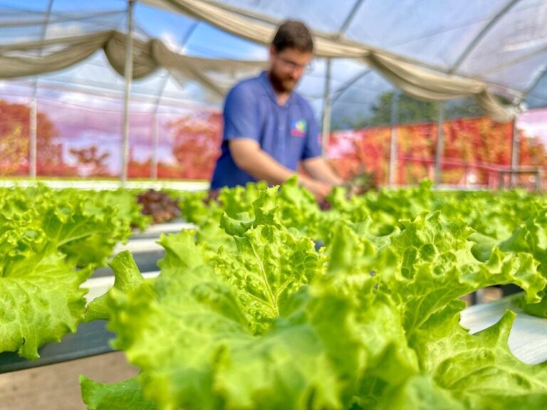 Hidroponia: produtor rural usa técnica de plantio sem uso do solo para cultivar alface em Roraima