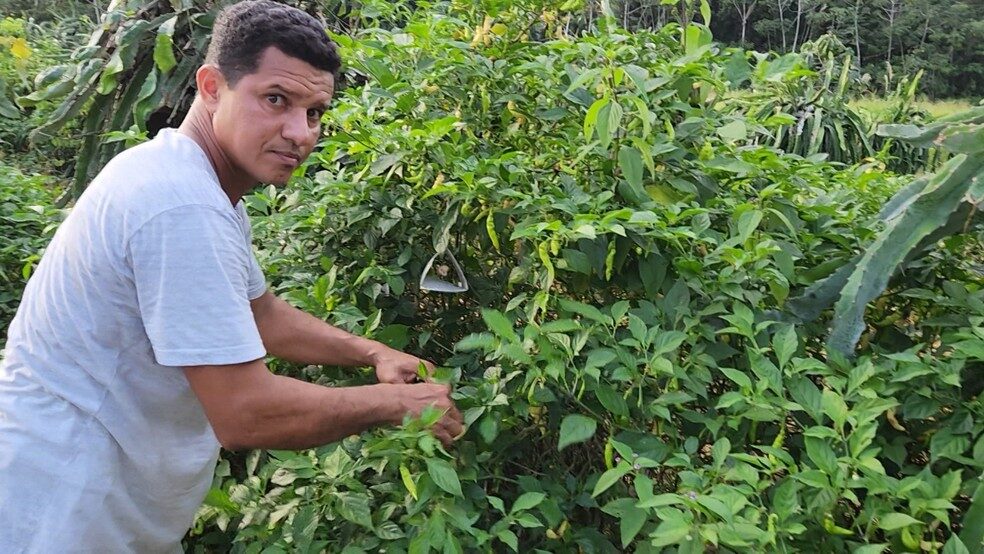 Produtores de Roraima podem voltar a comercializar frutas