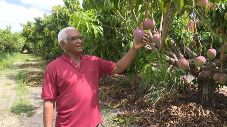 Produtores de Roraima podem voltar a comercializar frutas após nova portaria do Ministério da Agricultura; entenda