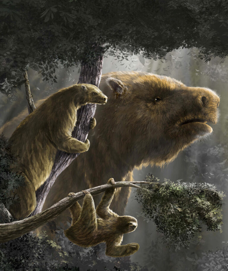 Caçadores humanos podem ter sido os principais algozes das preguiças-gigantes