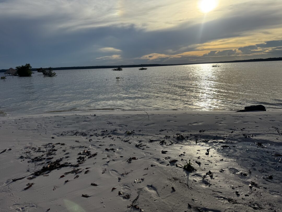 remédios naturais encantam visitantes