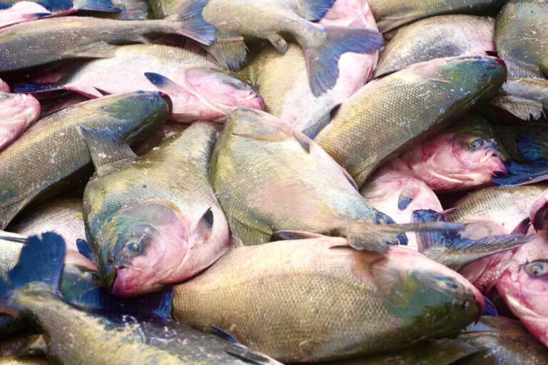 Produção de tambaqui cresce 20% em dois anos em Roraima