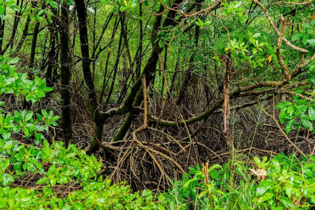 Pesquisadores usam genética de ponta para reflorestar a maior faixa contínua de manguezal da Amazônia