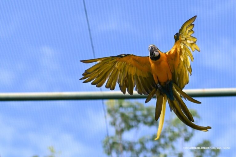 Aves resgatadas em Roraima passam por ‘treinamento de voo’ para retorno à natureza