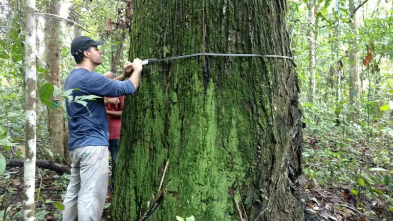 Amapá lidera estoques de biomassa na Amazônia, revela estudo