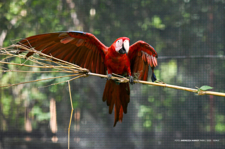 Aves resgatadas passam por treinamento de voo no Bosque dos Papagaios