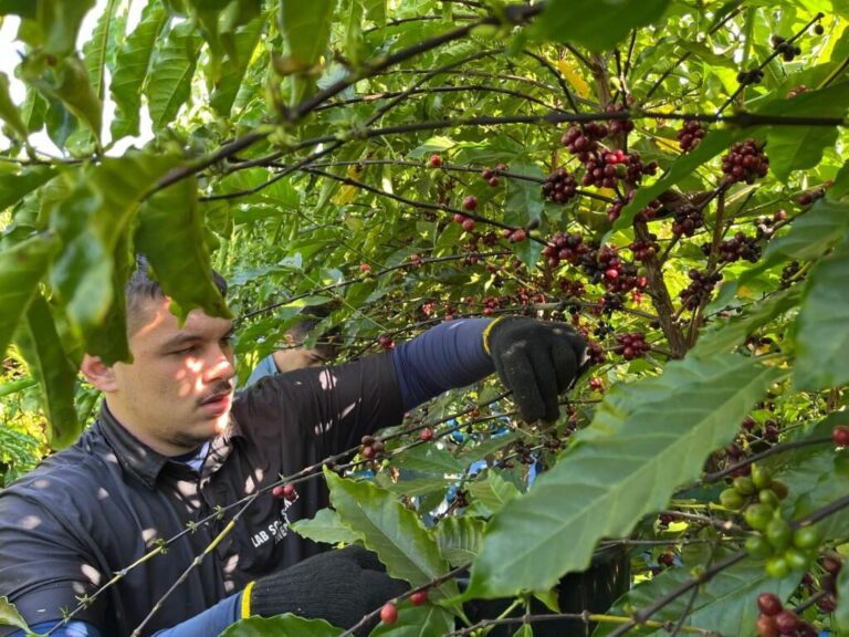 Validação de novos clones aponta caminhos para produção de cafés especiais em Mato Grosso