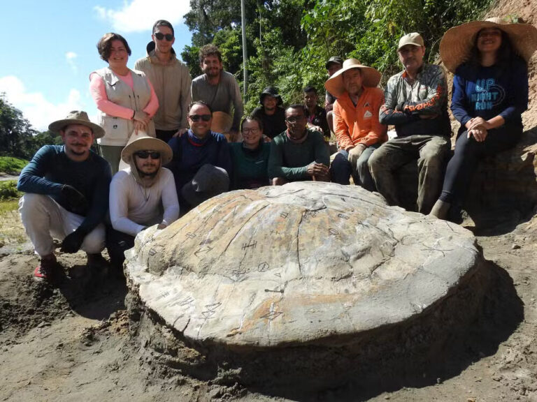 Fóssil de tartaruga gigante que viveu na Amazônia há 13 milhões de anos é encontrado no Acre