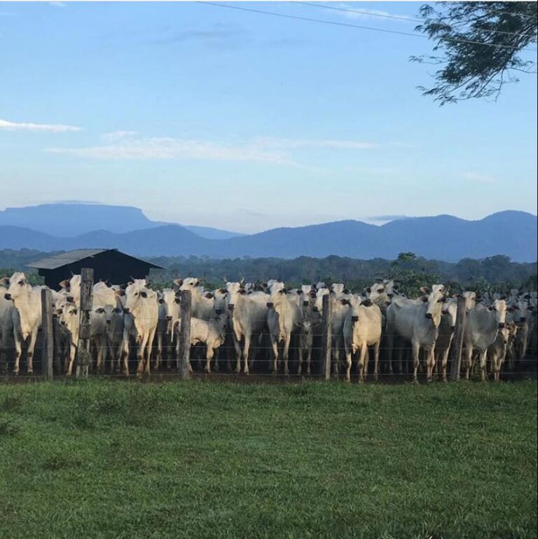 Roraima conquista status histórico de Estado livre de febre aftosa sem vacinação