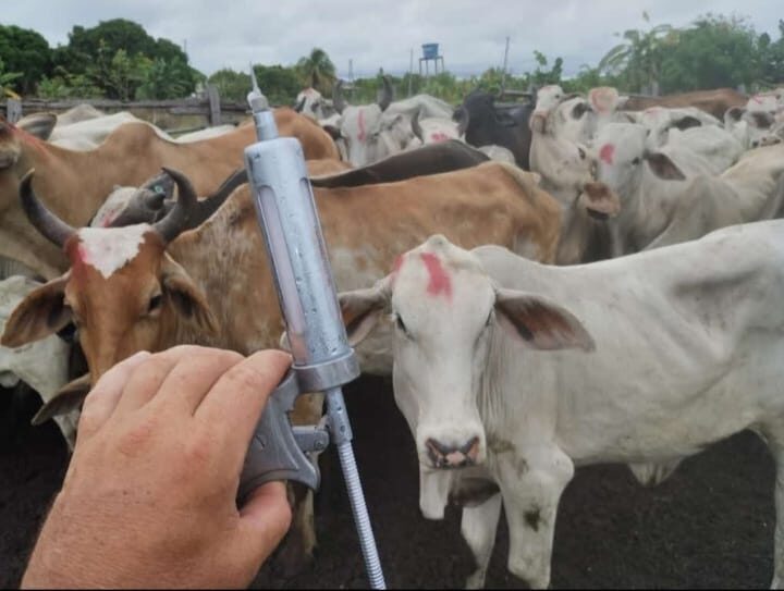 Rondônia é líder em exportação de carne na Região Norte Rondônia é líder em exportação de carne na Região Norte