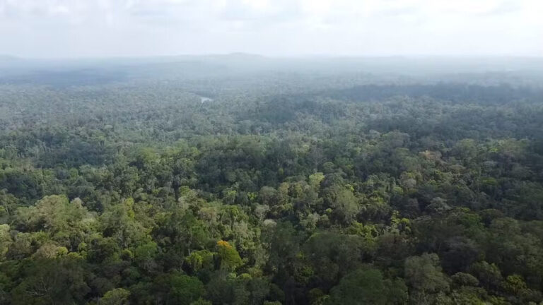 MPF ajuíza ação para impedir mineração na Floresta Nacional do Amapá