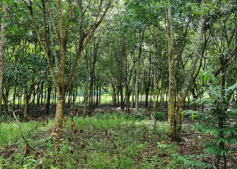 Reflorestamento com mudas cobre solo acima da meta em Mato Grosso, mas diversidade ainda é baixa