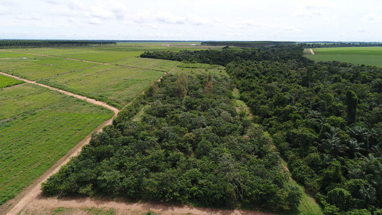 Reflorestamento com mudas cobre solo acima da meta em Mato Grosso, mas diversidade ainda é baixa
