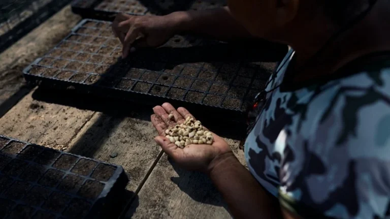 ACNUR assina acordo para iniciativa de reflorestamento e inclusão de refugiados na Amazônia