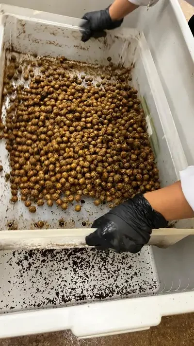 Pesquisa no Pará utiliza mandioca e caroço de açaí na produção de embalagens sustentáveis