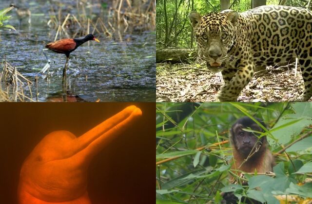 Quatro animais da Amazônia que são “infiéis”