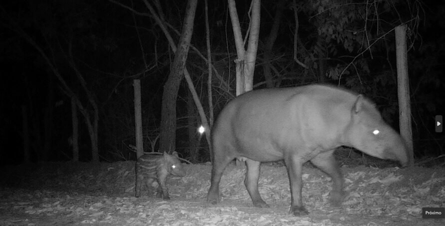 Presença de fauna em área de recuperação de castanheiras