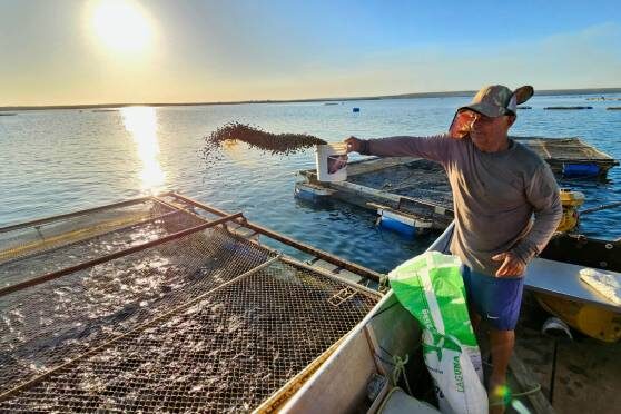 Aquicultura na Amazônia é ferramenta para combater mudanças climáticas, afirmam pesquisadores