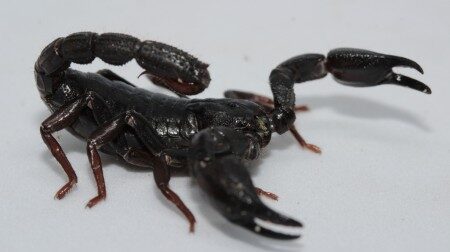 Toxina de escorpião da Amazônia é capaz de matar células de câncer de mama