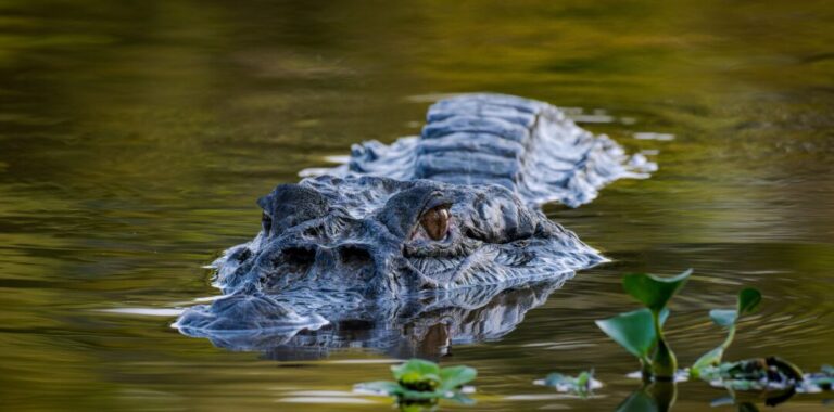 Estrutura flutuante para manejo de jacarés no Amazonas é autorizada pelo Ipaam