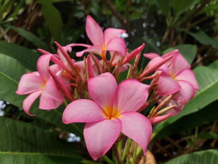 Jasmim-manga: flor cheirosa, cheia de simbologias, mas tóxica