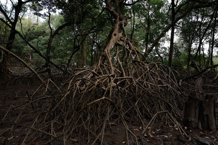 Parceria entre pesquisadores e comunidades protege mangues na Amazônia