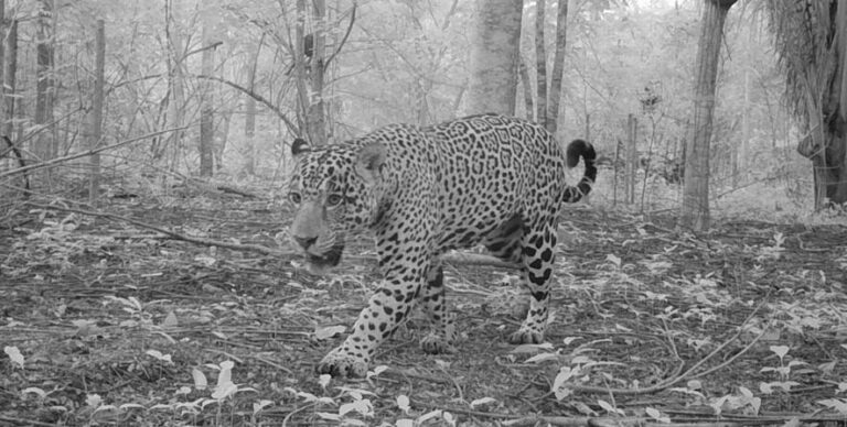 Presença de fauna em área de recuperação comprova papel fundamental do reflorestamento na Amazônia