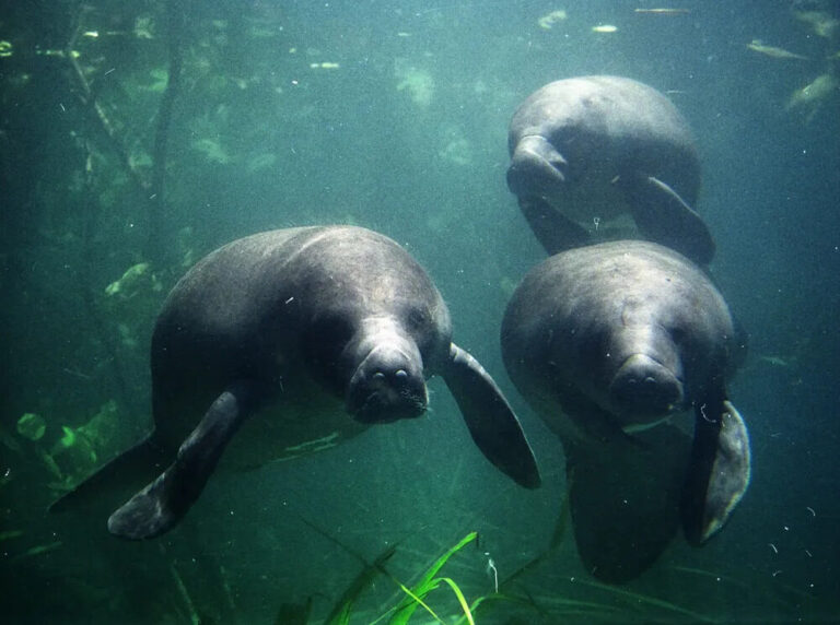 Peixes-boi da Amazônia e Marinho são declarados patrimônios culturais naturais de natureza imaterial do Pará