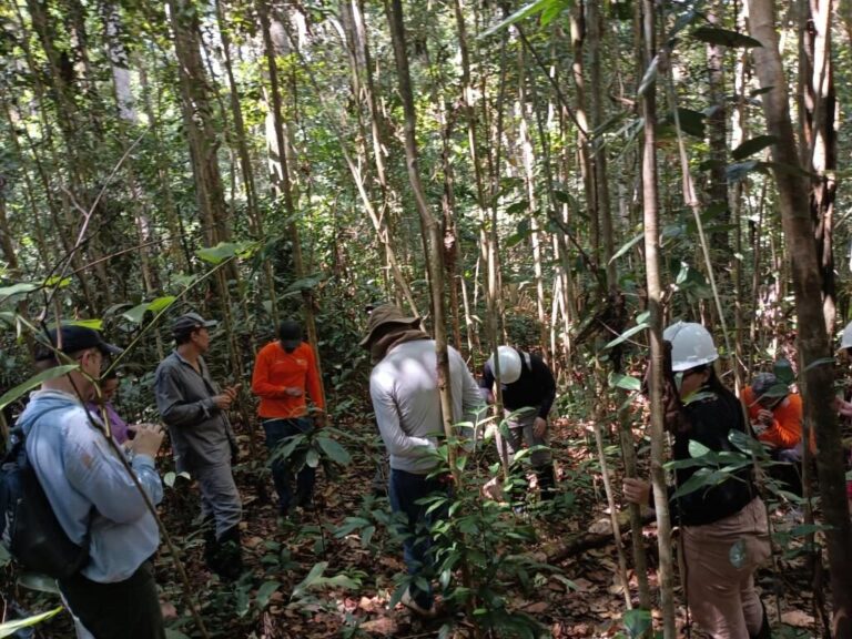 Estudos de florestas em segundo ciclo de corte busca contribuir para manejo madeireiro na Amazônia