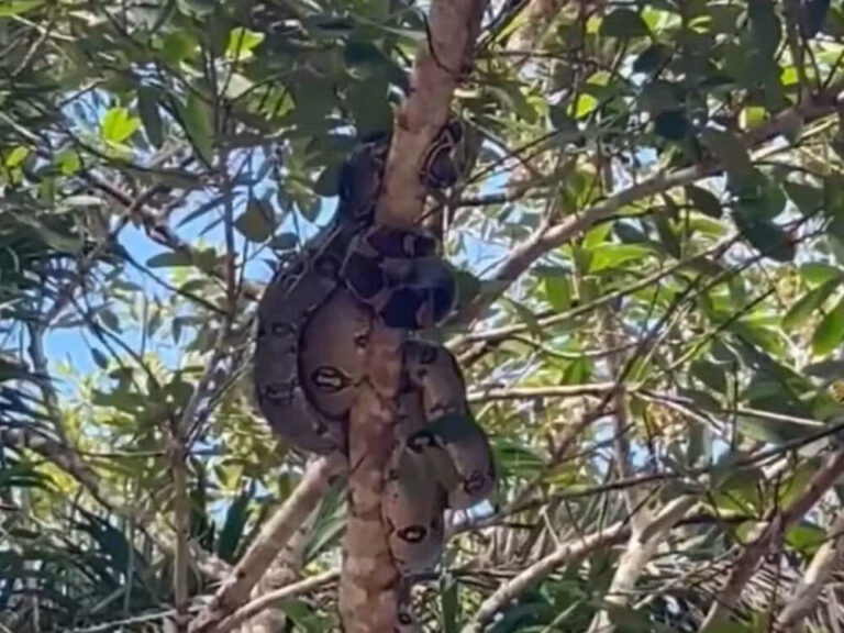 “Não é comum”, comenta professor sobre cinco jiboias resgatadas em galho de árvore no Acre