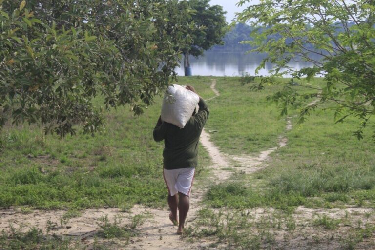 Redes comunitárias fornecem sementes do Xingu para restauração ambiental