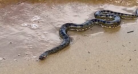 Cobra surpreende fotógrafo e noivos durante ensaio de casamento em Manaus