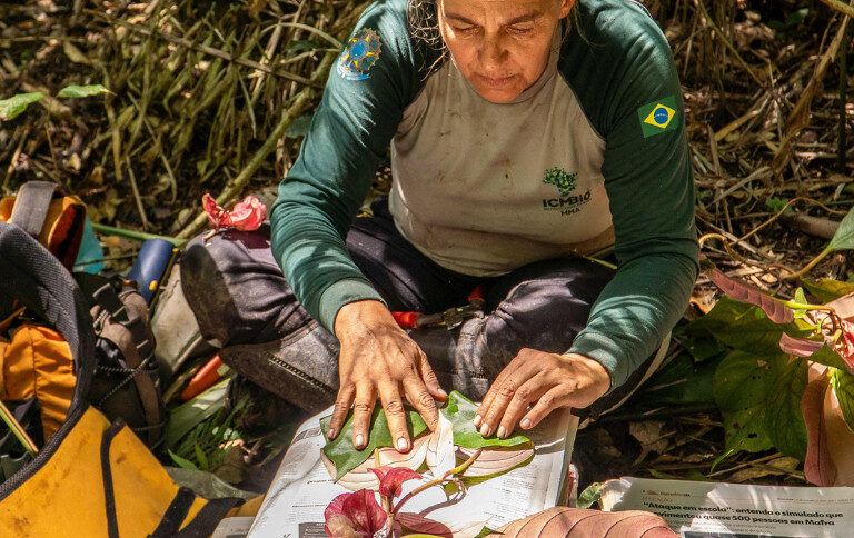 Estudo aponta milhares de plantas brasileiras ainda não descritas e Amazônia é uma das lacunas