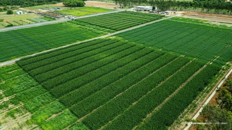 AgroBV 2025: Campo Experimental é vitrine de inovação no maior evento do agro de Roraima