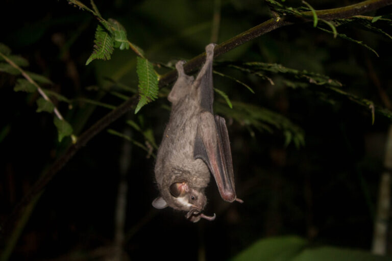 Diversidade de morcegos, patógenos e parasitos é analisada na região do Médio Solimões no Amazonas