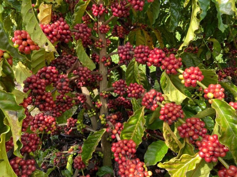 Estudo mostra que café robusta de Rondônia captura mais carbono do que emite