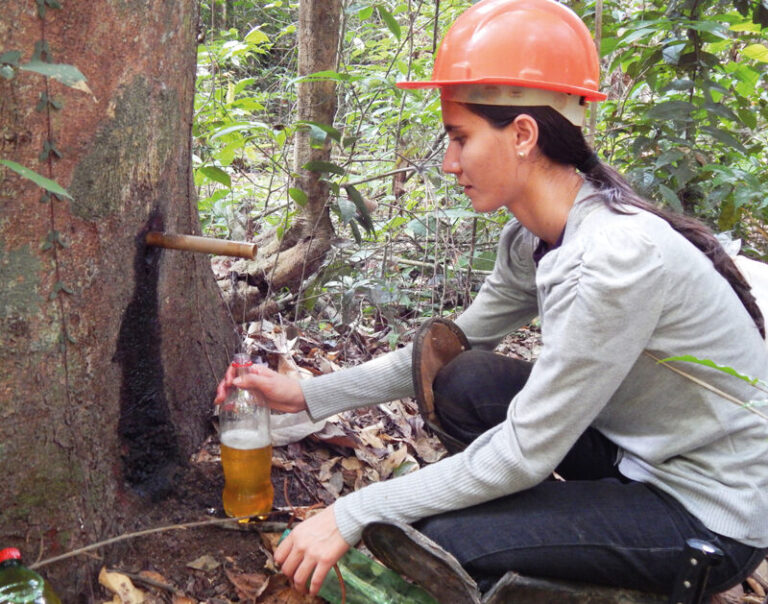 Estudo atesta propriedades antitumorais de oleorresina de copaíba