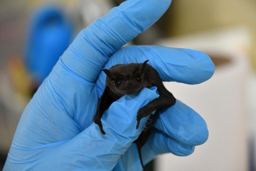 pesquisa com morcegos fapeam arquivo Foto: Tamily Santos/Acervo pessoal