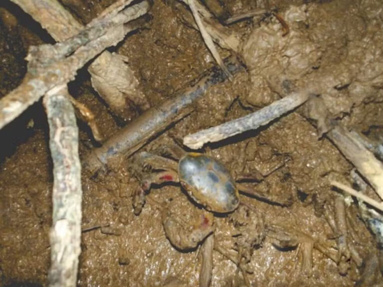 Descoberta sobre reprodução de caranguejo-uçá pode causar alteração em lei de defeso no Amapá