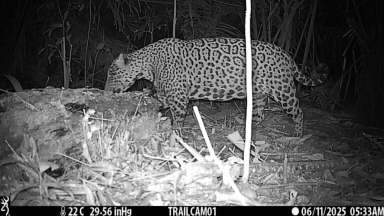 Onça-pintada é flagrada em área de restauração na Floresta Nacional do Bom Futuro, em Porto Velho